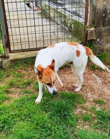 CATELLO allegro e affettuoso, cagnolino in adozione - Foto 6