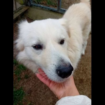 RUNNER cerca casa CANE IN ADOZIONE - Foto 3