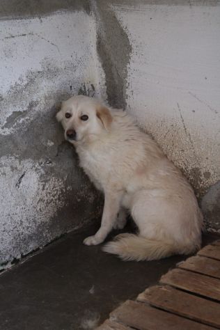 LEILA 3 ANNI taglia media - Foto 2