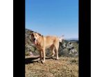 EMERSON DIMENTICATO TRA GLI INVISIBILI CANE IN ADOZIONE TG MEDIA SOCIEVOLE