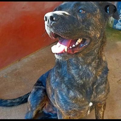 LENNY MAGNIFICA CAGNOLONA IN ADOZIONE - Foto 6