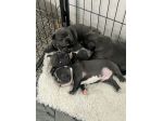 Bulldog francese blu