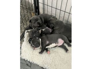 Bulldog francese blu