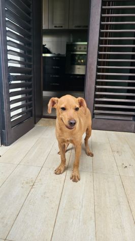 RED, 4 MESI (01/06/2026), TROVATO DA TURISTI IN UN BOSCO SOLO E ABBANDONATO - Foto 5