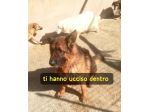 AXEL PASTORE TEDESCO 5 ANNI IN CANILE