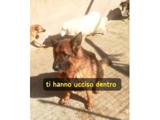 AXEL PASTORE TEDESCO 5 ANNI IN CANILE