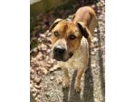 CASPER TRASFERITO E DIMENTICATO; CANE IN ADOZIONE