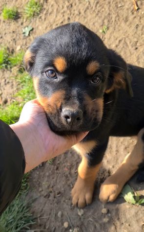 ANNABELLE, dolcissima mix ROTTWEILER! 2 MESI E MEZZO. - Foto 8