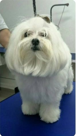 piccoli di maltese