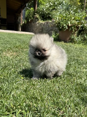 Cuccioli volpino pomerania toy - Foto 7