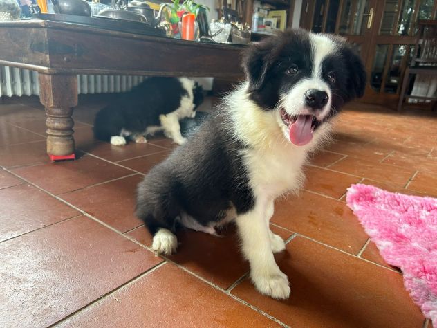 Border collie cuccioli di alta genealogia - Foto 3