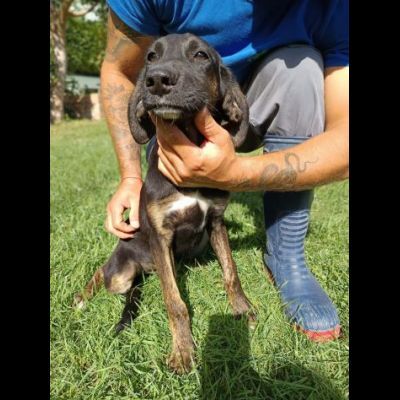 DUCA CANE IN ADOZIONE
