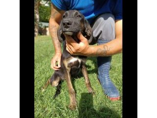 DUCA CANE IN ADOZIONE