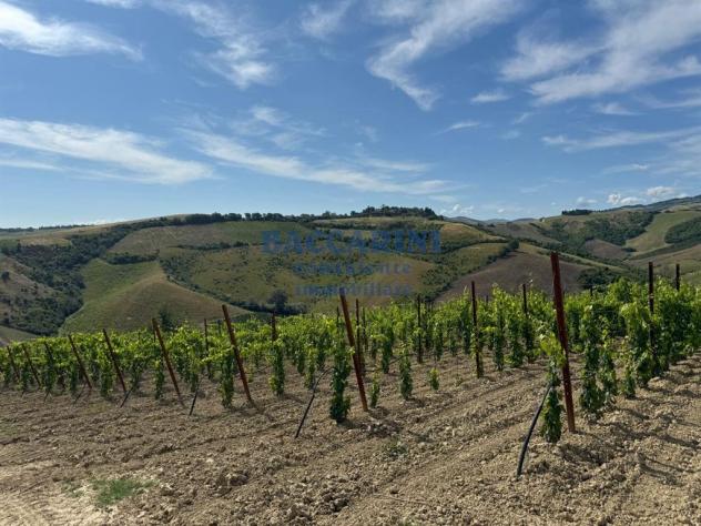 PODERE AGRICOLO CON CAPANNONE - BRISIGHELLA - FAENZA - VIA AGELLO E SANDRONA - Foto 15