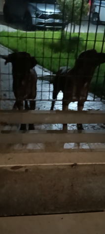 Due sorelline cucciole in adozione - Foto 4