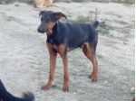 HUBERT, splendido mix Pastore Tedesco e Dobermann