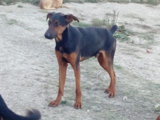HUBERT, splendido mix Pastore Tedesco e Dobermann