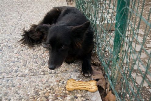 SARA, adozione del cuore - Foto 2