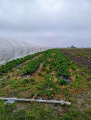 Immobile in asta di 160000 m² in vendita a Argenta - Foto 2