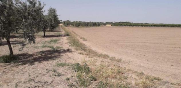 Immobile in asta di 25280 m² in vendita a Cerignola - Foto 7