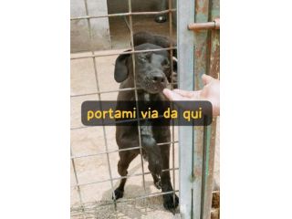 TRILLY 2 ANNI 12/13 KG