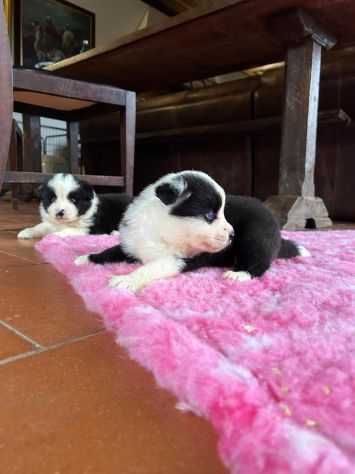 Border collie di alta genealogia - Foto 2