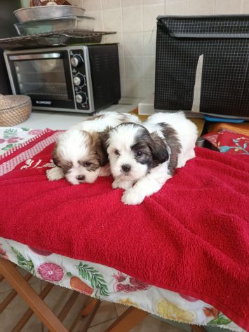 Cuccioli di schizu - Foto 2
