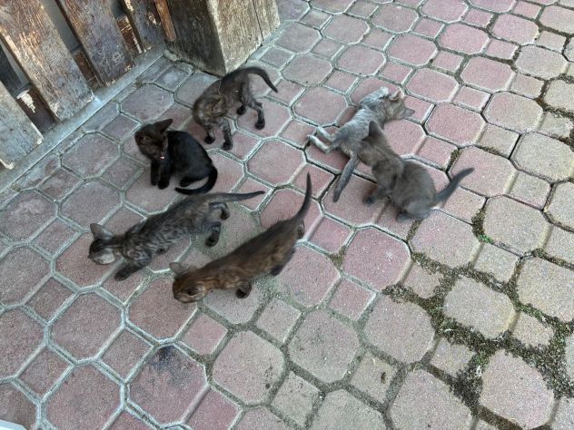 regalo gattini - Foto 5