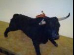 Toro ricoperto di stoffa + mucca