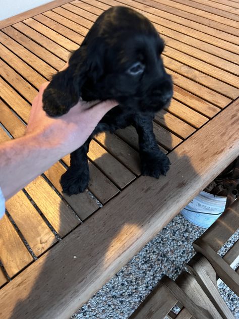 Cocker Spaniel - Foto 3