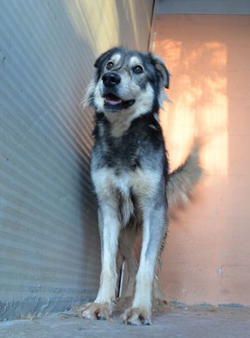 Seth bellissimo cucciolone in canile. In adozione - Foto 3