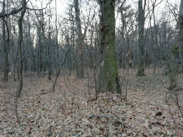 Terreno boschivo,agricolo, Casorate Sempione - Foto 2