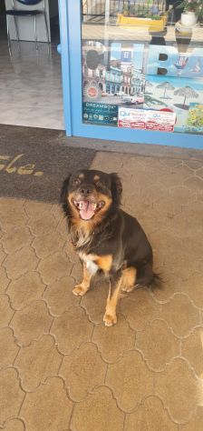 BEN, buonissimo cagnolino - Foto 6
