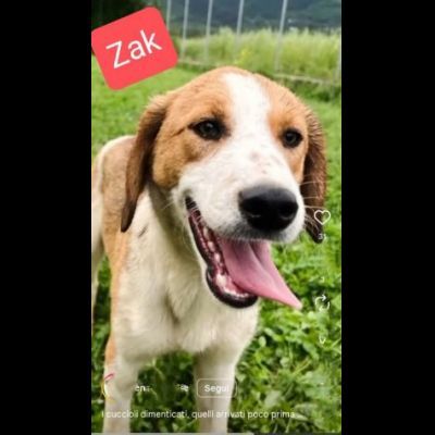 ZELDA E ZAC, la salvezza dall' oblio, CANI IN ADOZIONE TG MEDIO CONTENUTA