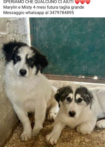 MARILYN E MISTY CUCCIOLE IN ADOZIONE - Foto 4