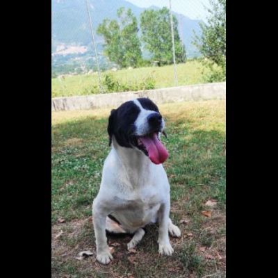 MARILU' tranquilla e pacata, taglia media. CANE IN ADOZIONE - Foto 4