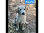 CUCCIOLI IN ADOZIONE
