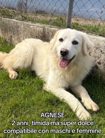 AGNESE TIMIDA E DELICATA CAGNOLINA IN ADOZIONE - Foto 2