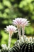 Cactus Equinopsis multifiori continui profumati ! - Foto 3