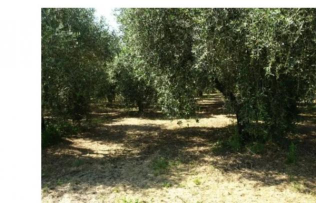 Immobile in asta di 5649 m² in vendita a Fonni - Foto 9