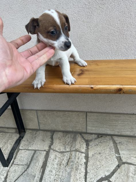 Jack Russell - Foto 3