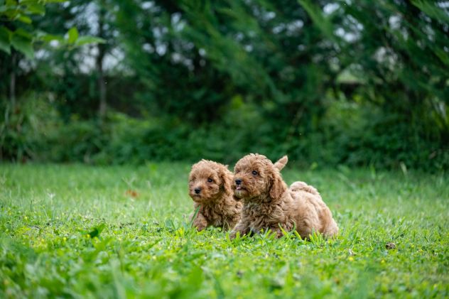 BARBONCINO NANO RED CUCCIOLI - Foto 3