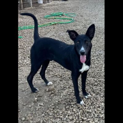OREO CERCA UNA FAMIGLIA TUTTA SUA, CAGNOLINO IN ADOZIONE - Foto 6
