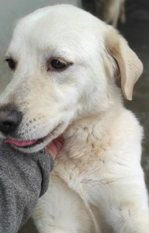 Cagnolina da adottare - Foto 10