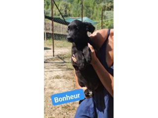 CHANCE e BONHEUR DELIZIOSI CUCCIOLI IN ADOZIONE