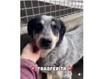 MELODY CANE IN ADOZIONE
