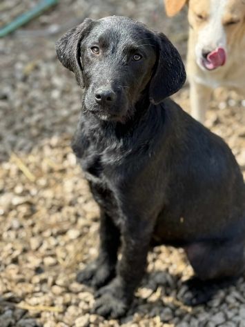 KIRA e KALA, cucciolone mix LABRADOR! Dolcissime - Foto 6