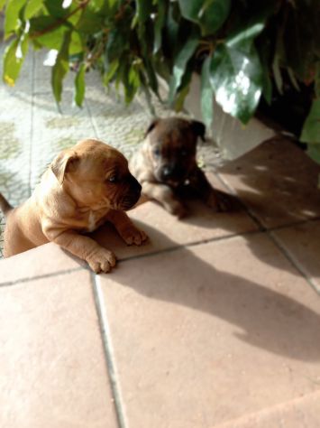 Allevamento Amstaff CON PEDIGREE zona Lavello Venosa Melfi - Foto 5