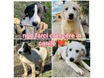CUCCIOLE 5 MESI taglia media SONO IN CANILE