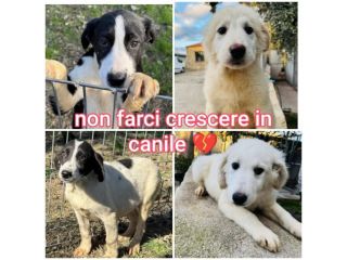 CUCCIOLE 5 MESI taglia media SONO IN CANILE